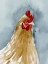 Picture of CHICKEN PORTRAIT II