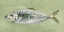 Picture of GREEN SEA SWIMMER II