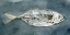 Picture of DEEP SEA SWIMMER II