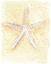 Picture of SALTY SEASHELL I