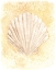 Picture of SALTY SEASHELL II