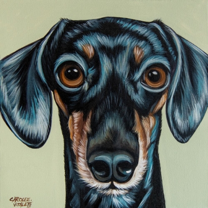 Picture of TRADITIONAL DACHSHUND
