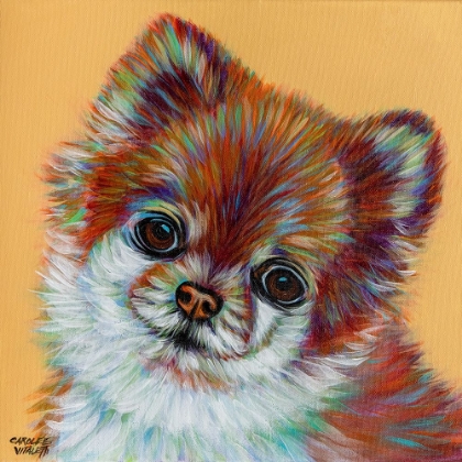 Picture of COLORFUL POMERANIAN