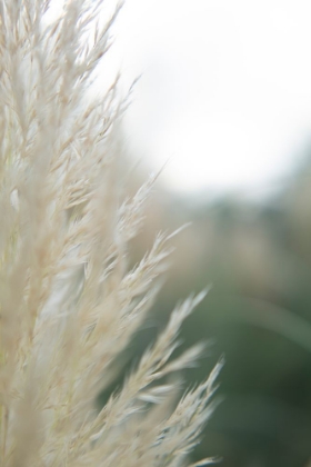 Picture of SUBTLE GRASSES I