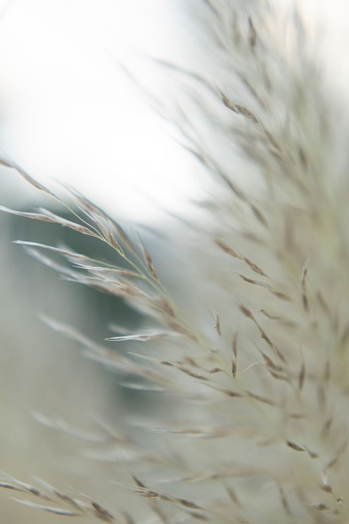 Picture of SUBTLE GRASSES II