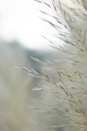 Picture of SUBTLE GRASSES III