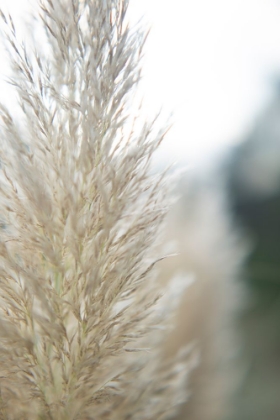 Picture of SUBTLE GRASSES IV