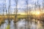 Picture of SUNRISE SWAMP