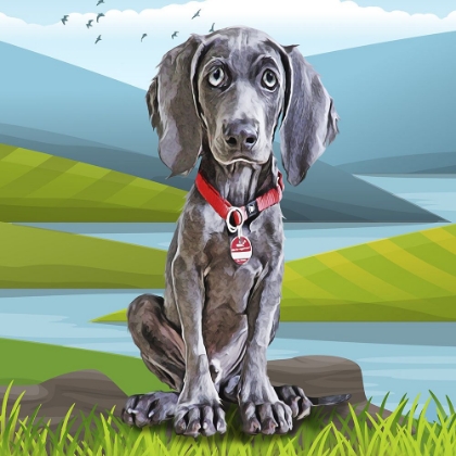 Picture of BABY WEIMARANER