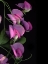 Picture of FLOWER DRAMA IV