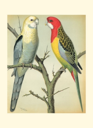 Picture of CASSELLS PARROTS I