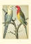 Picture of CASSELLS PARROTS I