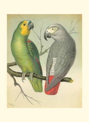 Picture of CASSELLS PARROTS II