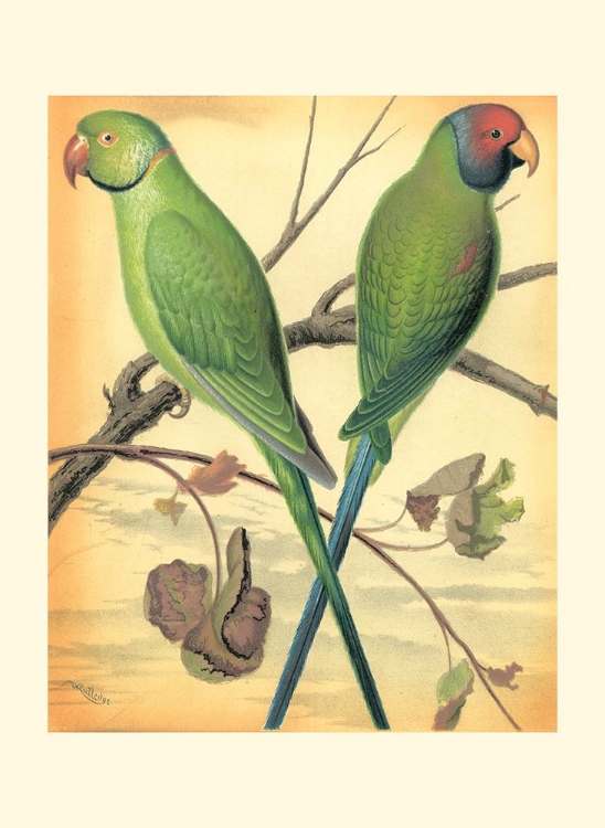 Picture of CASSELLS PARROTS III