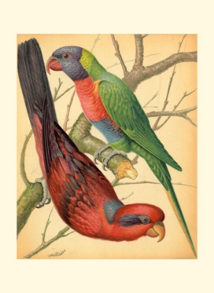 Picture of CASSELLS PARROTS IV