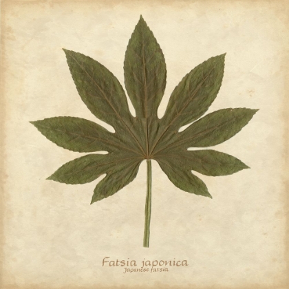 Picture of JAPANESE FATSIA