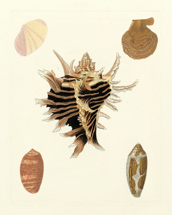 Picture of KNORR SHELLS II