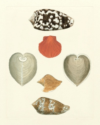 Picture of KNORR SHELLS III