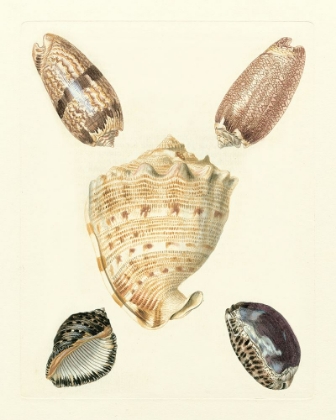 Picture of KNORR SHELLS IV