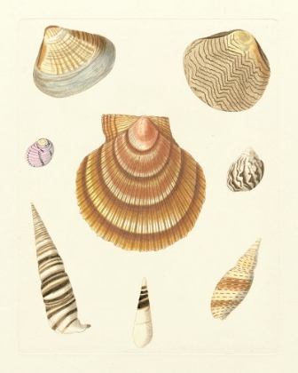 Picture of KNORR SHELLS V