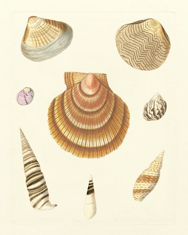 Picture of KNORR SHELLS V