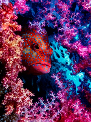 Picture of CORAL HIND