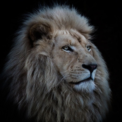 Picture of PROUD LION