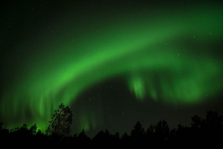 Picture of THE LIGHT SHOWER