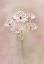 Picture of ASTRANTIA