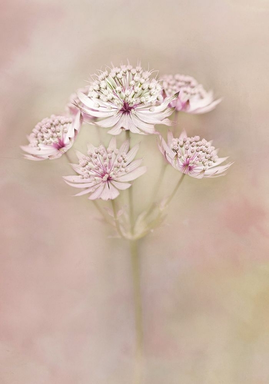 Picture of ASTRANTIA