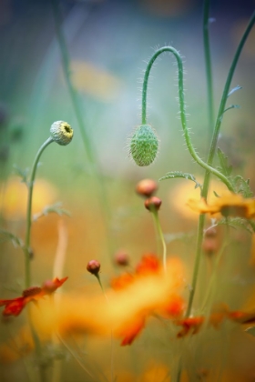 Picture of POPPY FIELD