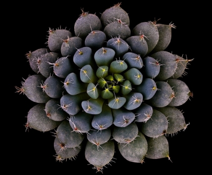 Picture of ECHEVERIA SETOSA VAR. DEMINUTA