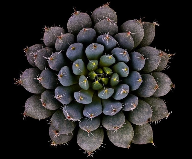 Picture of ECHEVERIA SETOSA VAR. DEMINUTA