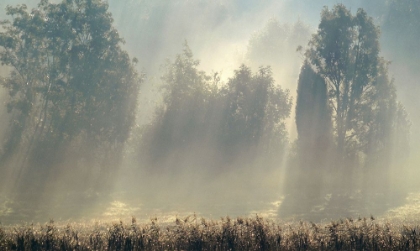 Picture of MISTY MORNING IN THE FOREST.