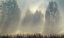 Picture of MISTY MORNING IN THE FOREST.