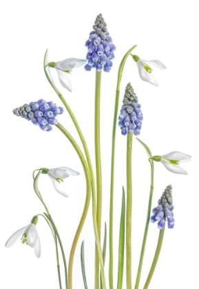 Picture of MUSCARI AND GALANTHUS