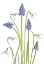 Picture of MUSCARI AND GALANTHUS