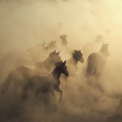Picture of MIGRATION OF HORSES