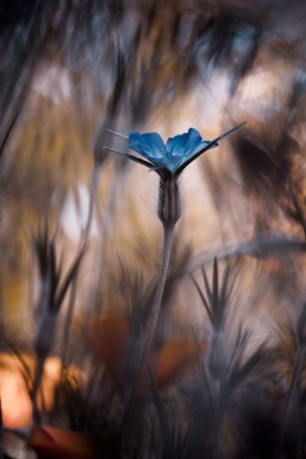 Picture of THE BLUE CROWN