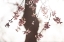 Picture of SAKURA