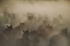 Picture of IN DUST