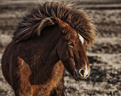 Picture of WINDBLOWN