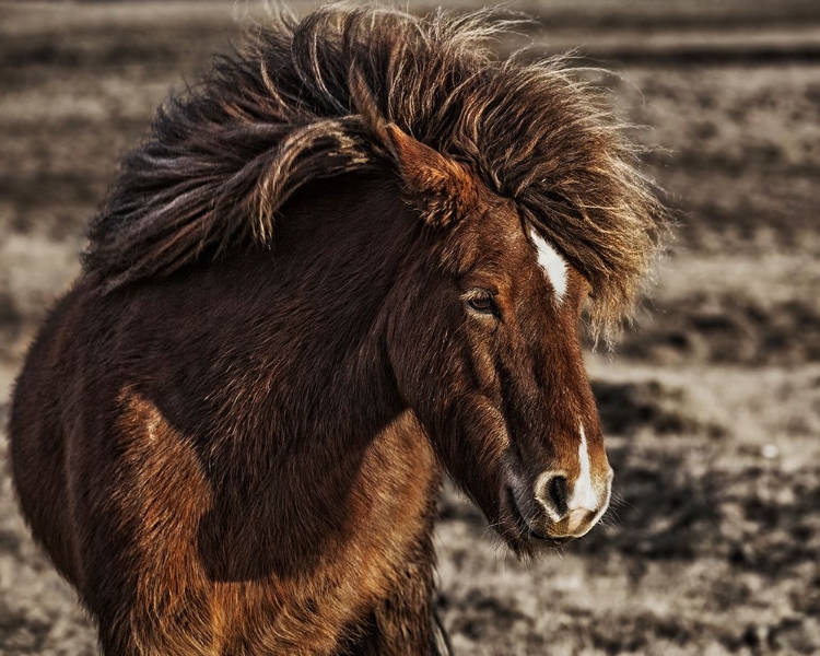 Picture of WINDBLOWN