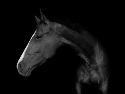 Picture of MY HORSE