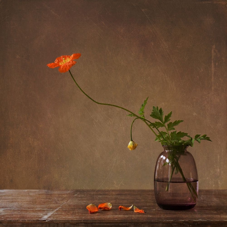 Picture of A STORY WITH ORANGE POPPIES