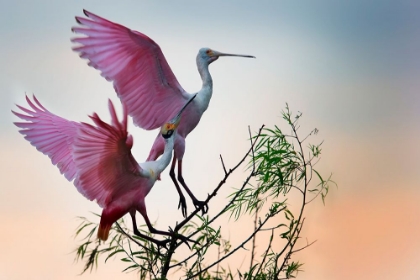 Picture of TWO ROSEATE SPOONBILLS