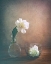 Picture of TWO PEONIES