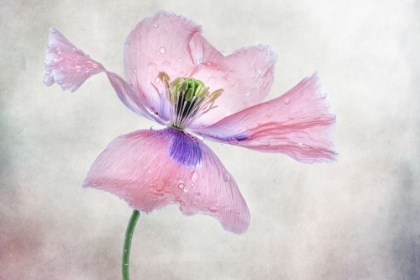 Picture of PASTEL POPPY