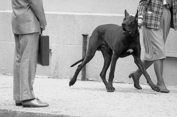 Picture of GREAT DANE BODYGUARD-FROM THE SERIES QBOY MEETS GIRLQ