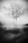 Picture of THAT TREE